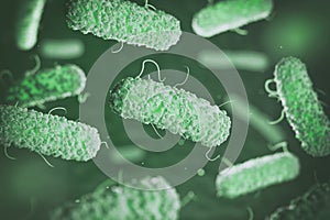 Enterobacterias. Gram-negative bacterias escherichia coli photo