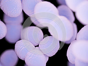 an enterococcus bacteria photo