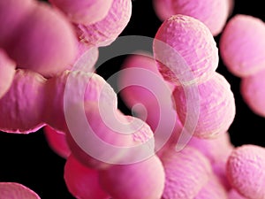 An enterococcus bacteria photo