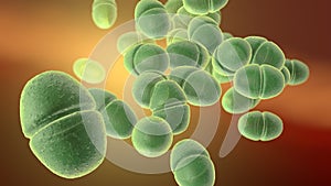 Enterococcus bacteria, medically accurate 3D illustration