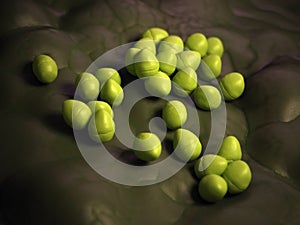 The enterococcus - close up