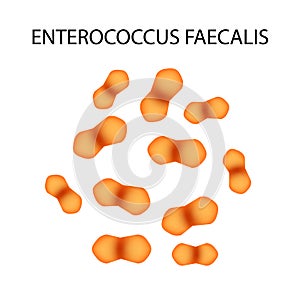 Enterococcus faecalis. Pathogenic flora. The bacterium causes intestinal diseases. Infographics. Vector illustration. photo