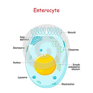Enterocyte. Structure of the intestinal absorptive epithelial cell with microvilli