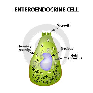Enteroendocrine cell. Cell of the intestines. Vector illustration on isolated background photo