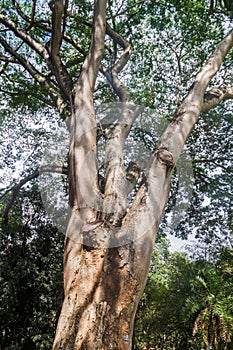 Enterolobium cyclocarpum guanacaste, caro caro, or elephant-ear tree in Royal Botanic Gardens near Kandy, Sri Lan