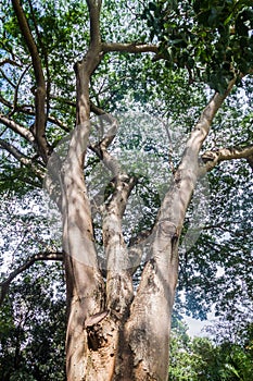 Enterolobium cyclocarpum guanacaste, caro caro, or elephant-ear tree in Royal Botanic Gardens near Kandy, Sri Lan photo