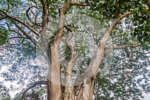 Enterolobium cyclocarpum guanacaste, caro caro, or elephant-ear tree in Royal Botanic Gardens near Kandy, Sri Lan photo