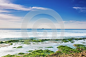 Enteromorpha erosion coast