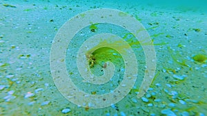 Enteromorpha green algae grow on a hermit crab, Black Sea