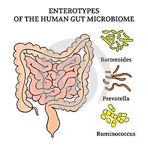 ENTEROTYPES OF THE HUMAN GUT MICROBIOME Medicine Illustration