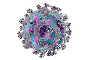 Enterovirus with attached integrin molecules photo