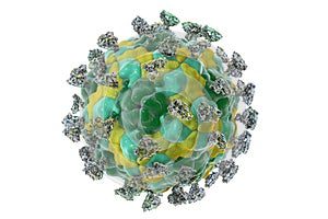 Enterovirus with attached integrin molecules photo