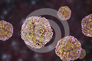 Enteroviruses, a group of RNA-viruses including Echoviruses, Coxsackieviruses, Rhinoviruses and other