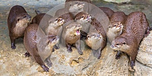 Entertaining Group of small otters