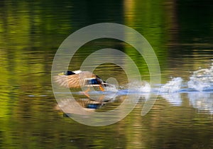 Entertaining Shot of Mallard Duck Taking Off of a Calm Lake