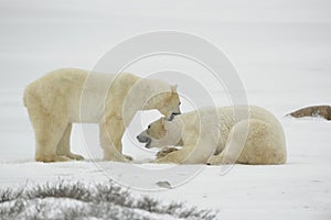 Entertainments of polar bears.