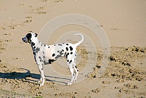 An enthousiastic Dalmatian dog on the beach