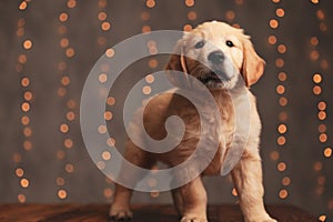 Enthusiastic golden retriever puppy looking up and playing