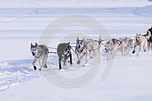 Enthusiastic sleigh dog team pulling hard