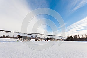 Enthusiastic sleigh dog team pulling hard photo