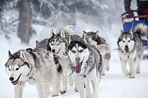 Enthusiastic team of dogs in a dog sledding race. photo