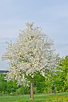 Entire apple tree full with white apple blossoms in a grass and dandelions field