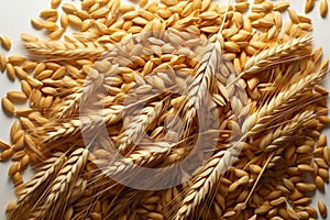 An entire canvas adorned with a cornucopia of oat, wheat, and barley grains