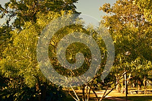 Cascabela Tree  837889 photo