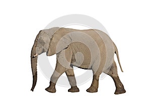 Entire elephant walking on white, side view