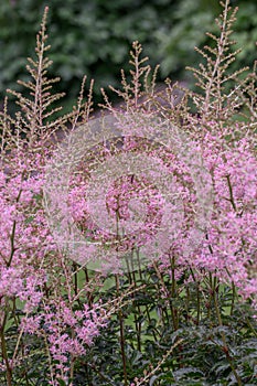 Entire-leaved Astilbe simplicifolia Hennie Graafland, pale-pink flowering plant