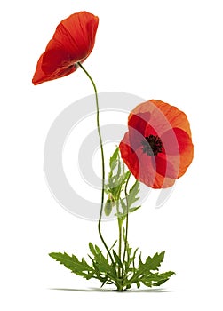 Entire papaver rhoeas, red poppies