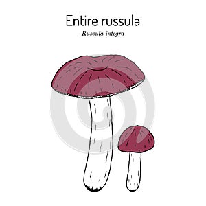 Entire russula russula integra , edible mushroom photo