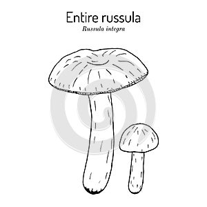 Entire russula russula integra , edible mushroom photo