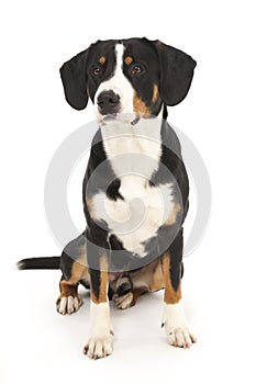 Entlebucher Mountain Dog