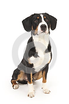 Entlebucher Mountain Dog