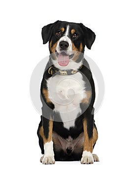 Entlebucher Mountain Dog ()