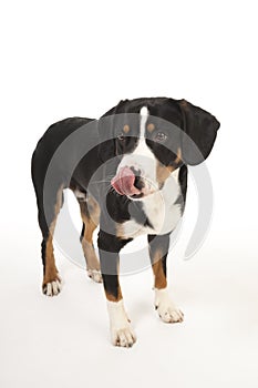 Entlebucher Mountain Dog