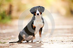 Entlebucher sennenhund outdoors. Loyal pet friend