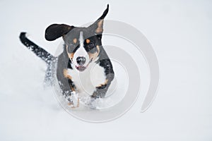 Entlebucher sennenhund puppy in winter. Happy run