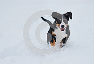 Entlebucher sennenhund puppy in winter. Happy run