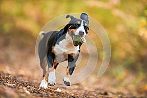 Entlebucher sennenhund running on autumn leaves. Loyal pet friend