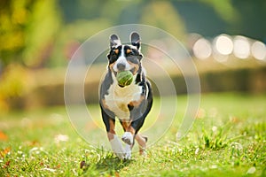 Entlebucher sennenhund running on autumn leaves. Loyal pet friend