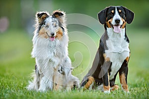 Entlebucher sennenhund and sheltie outdoors on grass. Pet friends