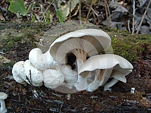 Entoloma abortivum mushroom