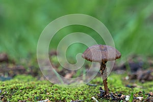 Entoloma rusticoides,  Buskett, Malta, Medirerranean