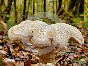 Entoloma sinuatum