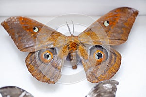 Entomology. collection of tropical butterflies to study science entomology