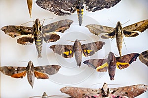 Entomology. collection of tropical butterflies to study science entomology