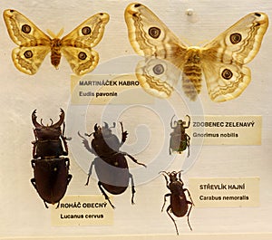 Entomology set