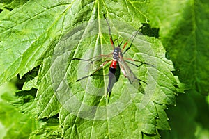 Entomology. Tanyptera atrata or crane fly mourning. A large insect sits on a leaf